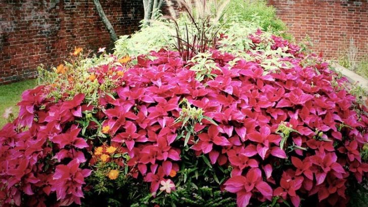 Señales químicas, las plantas se comunican