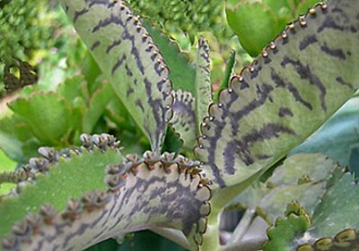 Las propiedades del Kalanchoe