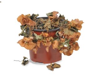 33981776-wilted-plant-in-flowerpot-stock-photo