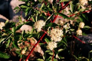 Cornus Stolonífera Flaviramea