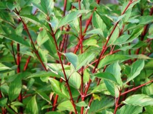 Cornus Stolonífera Flaviramea