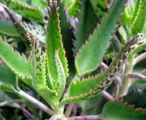 kalanchoe