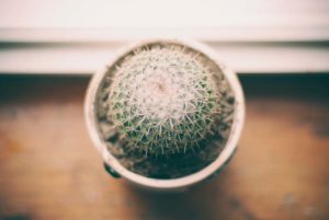 cuidar un cactus cuidar un cactus