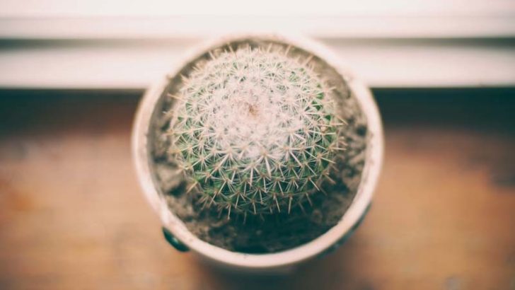 Cómo podemos cuidar un cactus
