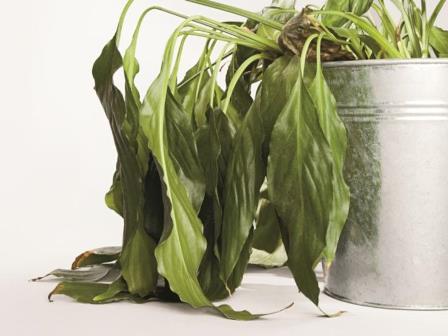 ¡Mis plantas se han secado!