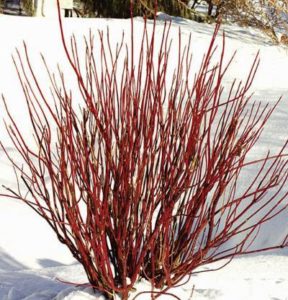 Cornus Stolonífera Flaviramea