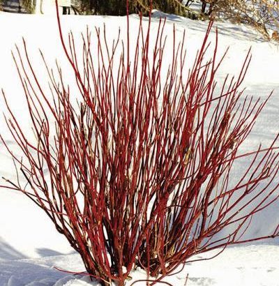 Cornus Sericea Flaviramea: Cornejo decorativo