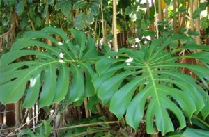 plantas peligrosas para nuestros hijos plantas peligrosas para nuestros hijos
