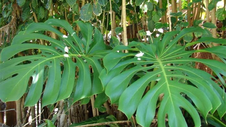 4 plantas peligrosas para nuestros hijos
