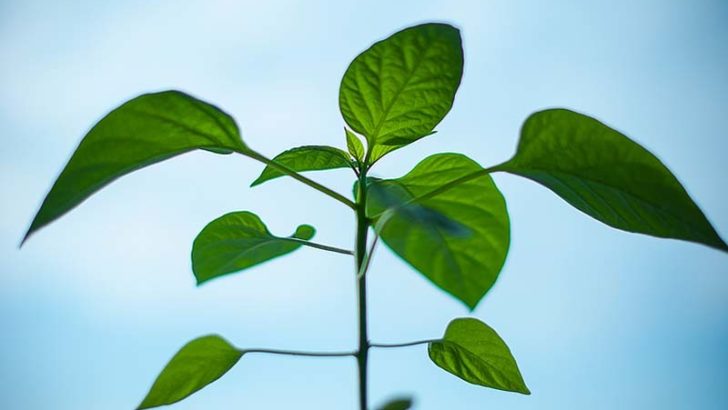 La inteligencia de las plantas
