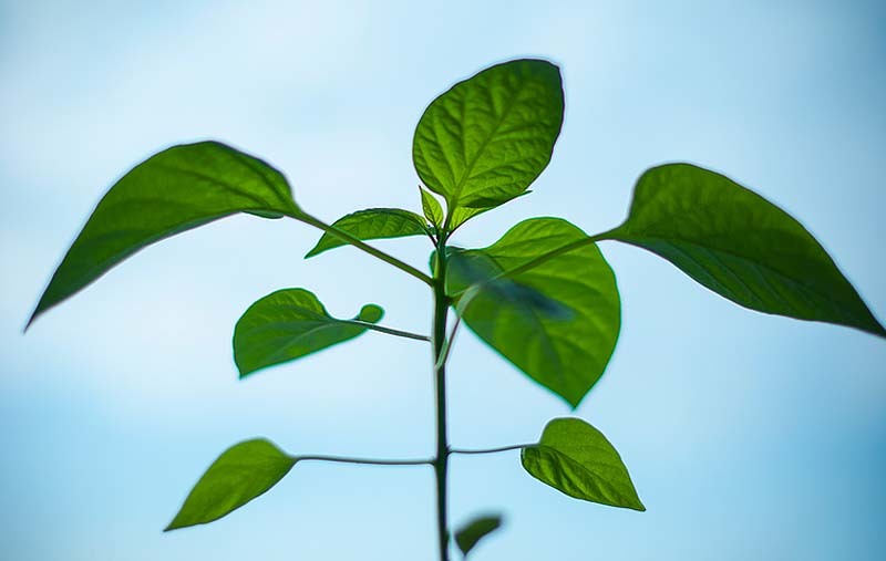 inteligencia-de-las-plantas