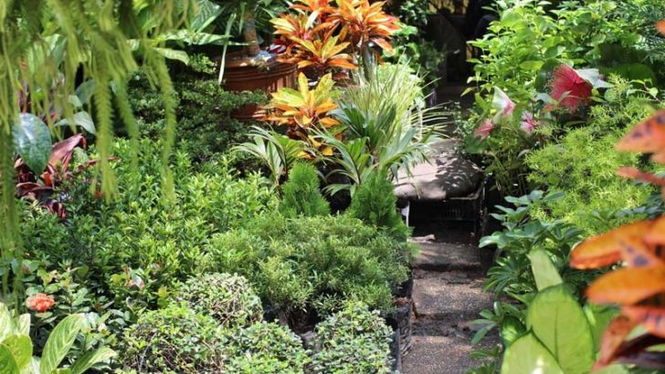 La importancia de la humedad en las plantas