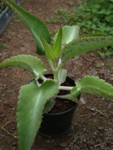 Kalanchoe