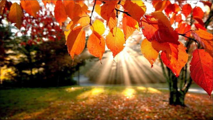 Tareas de jardín en otoño: renovar y proteger