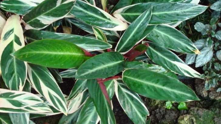 Las plantas más delicadas