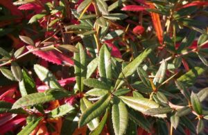 plagas comunes en otoño plagas comunes en otoño