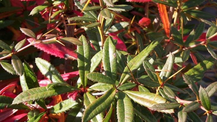 3 plagas de plantas comunes en el otoño