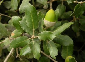 Hoja perenne