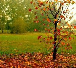 arbol-otono