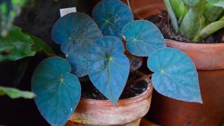 Plantas que juegan con la física cuántica