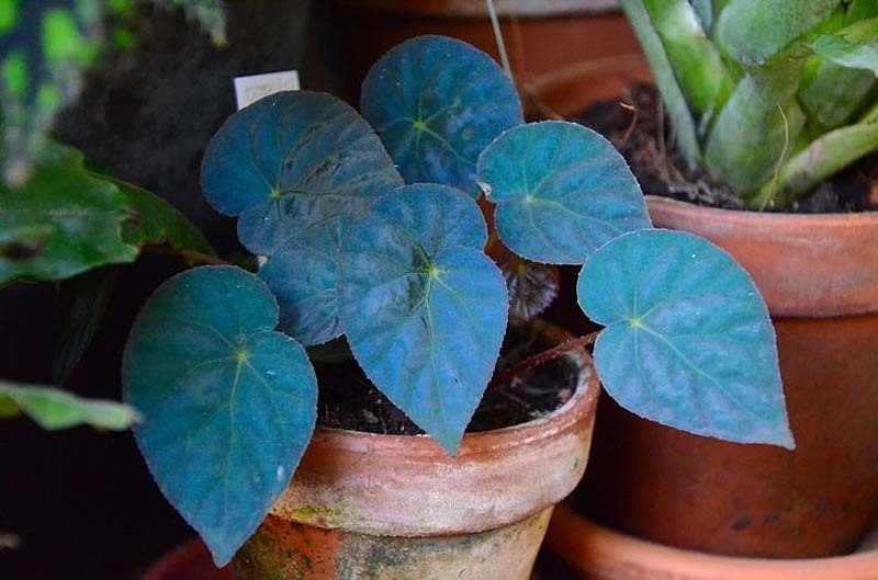begonia-pavonina
