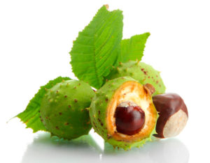 castaño de indias