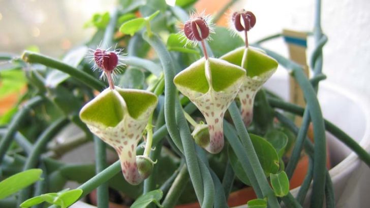 Las plantas son más inteligentes de lo que crees
