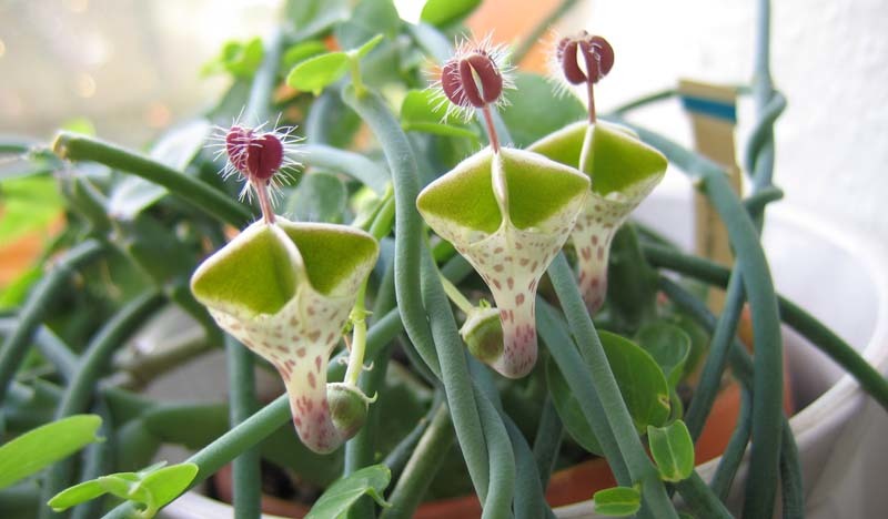 ceropegia