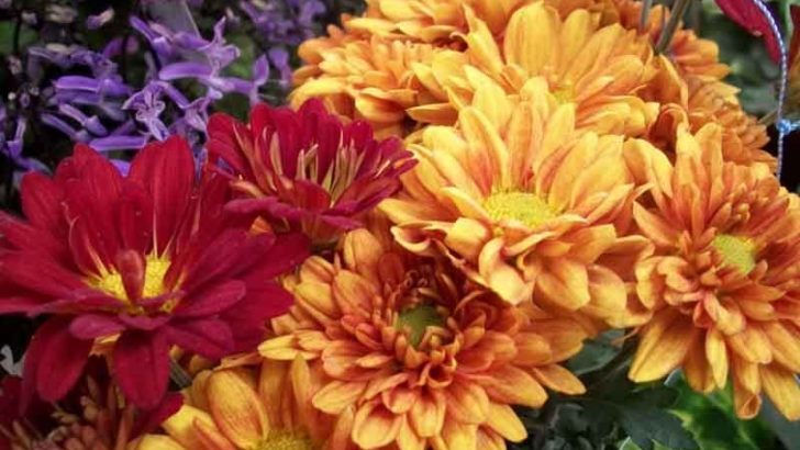 Flores y plantas que florecen en otoño e invierno