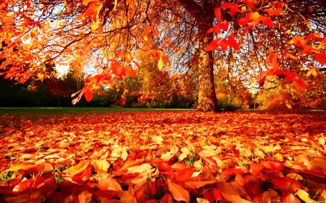 ¿Por qué las plantas pierden las hojas en otoño?
