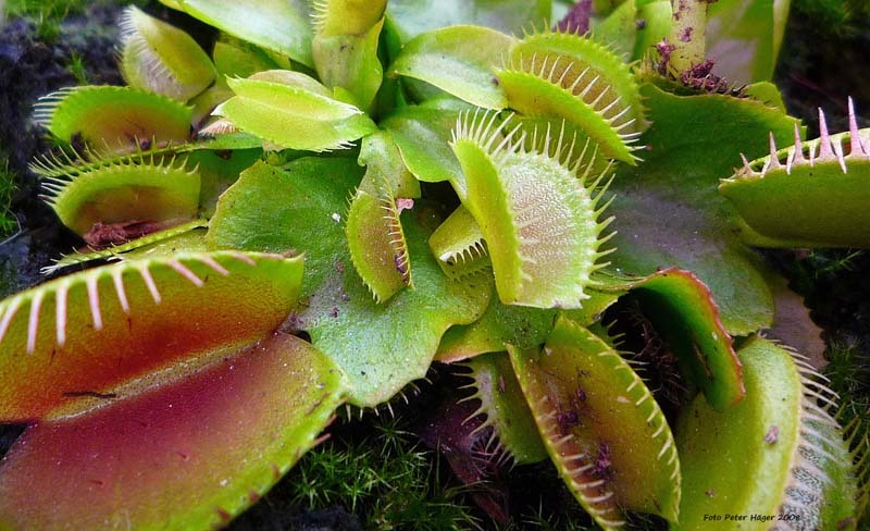 plantas-carnivoras-5tgsb