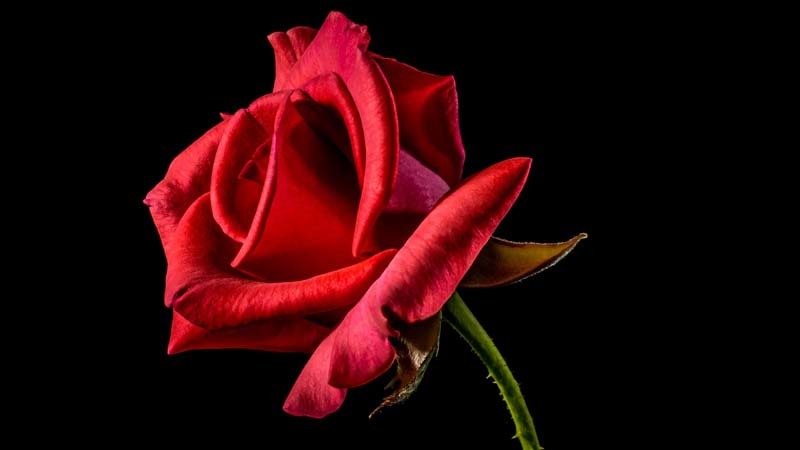 rosa-red-naomi