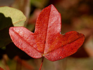 Hoja Arce otoño
