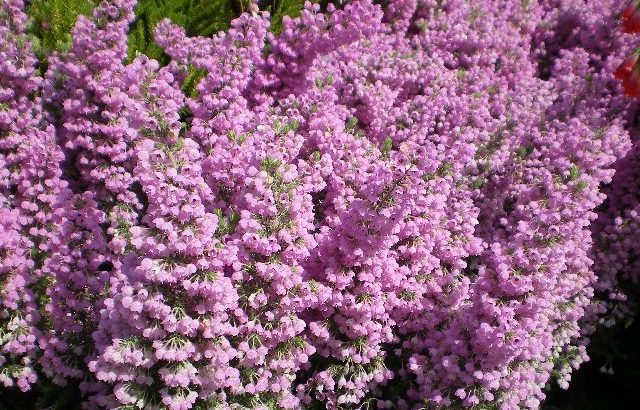 Erica Canaliculata
