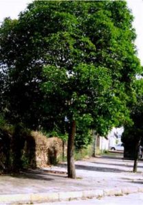 almecino