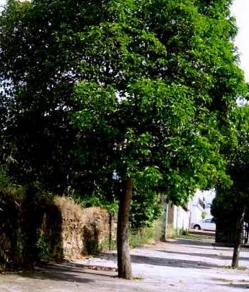 El Celtis Australis o almecino