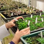 Arabidopsis