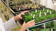 Fitocromos, termómetros vegetales