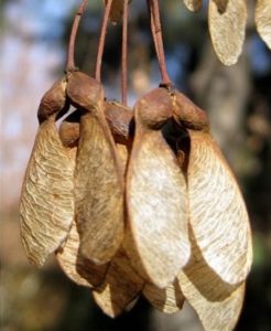arce-de-montpellier-acer-monspessulanum-flores-frutos-semillas-flowers-fruits-seeds