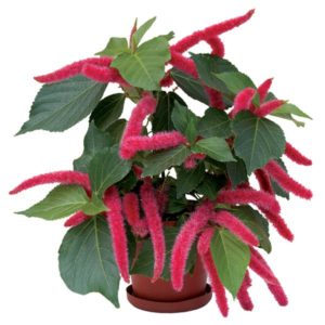 Acalypha hispida Acalypha hispida