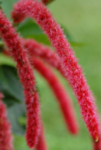 Acalypha hispida Acalypha hispida
