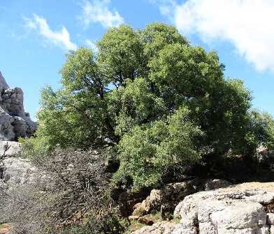 El Arce de Montpellier