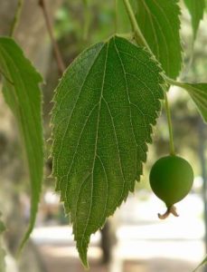 almecino