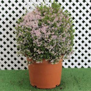 erica-canaliculata