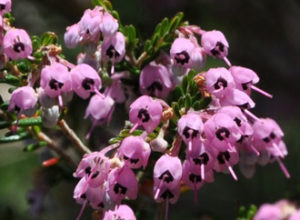 ericacanaliculata1