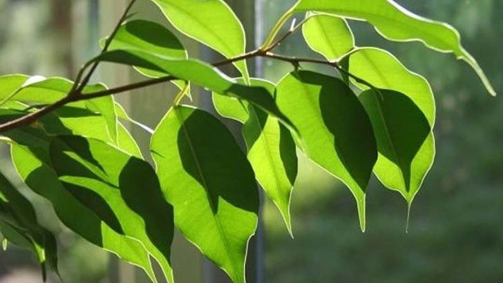 Plantas que reducen o aumentan la humedad