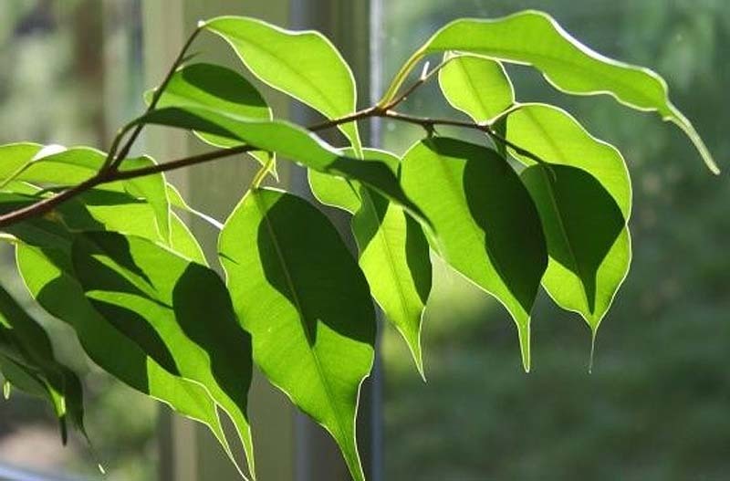 ficus-jp58y
