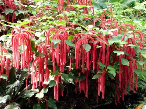 Acalypha hispida o Rabo de Gato