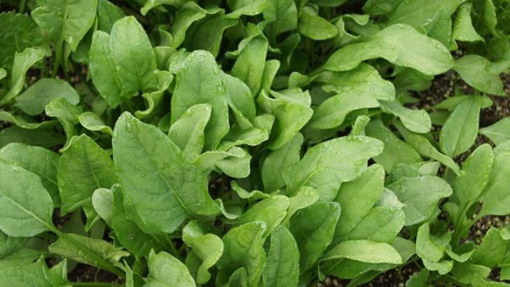 Plantas que detectan explosivos