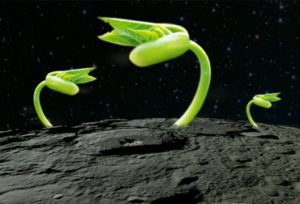 plantas_luna